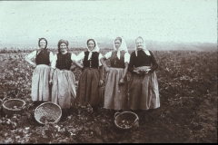 Feldarbeit (Salzburger, 1920er vermutlich)