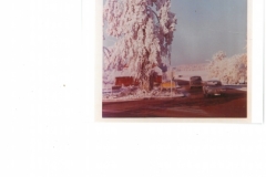 Linde auf Friedhofskreuzung (ca. 1970)